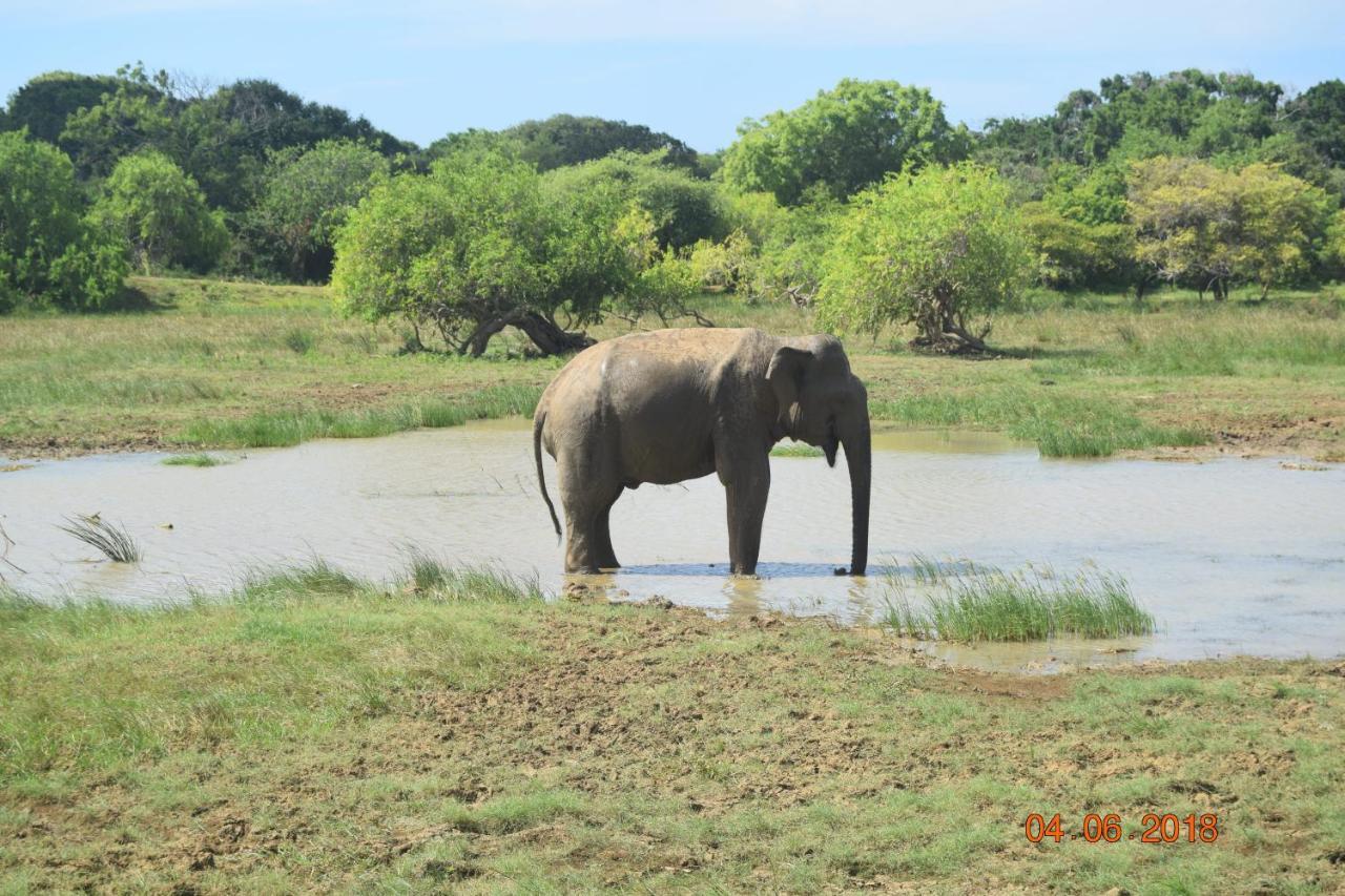 Double Lake View Tissa & Safari ทิซซามาฮารามา ภายนอก รูปภาพ
